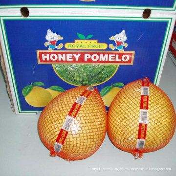 Nueva cosecha de pomelo fresco de miel